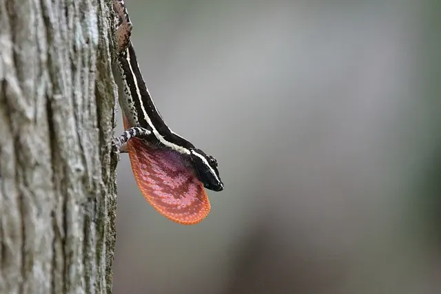 Anolis taylori