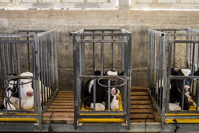 Cruauté envers les animaux
