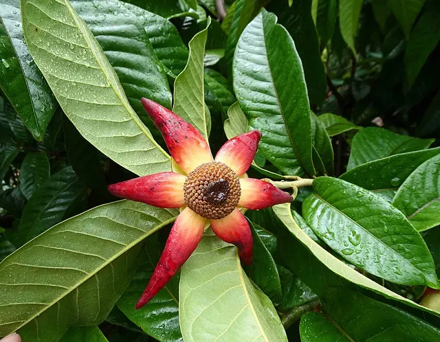 Uvaria grandiflora