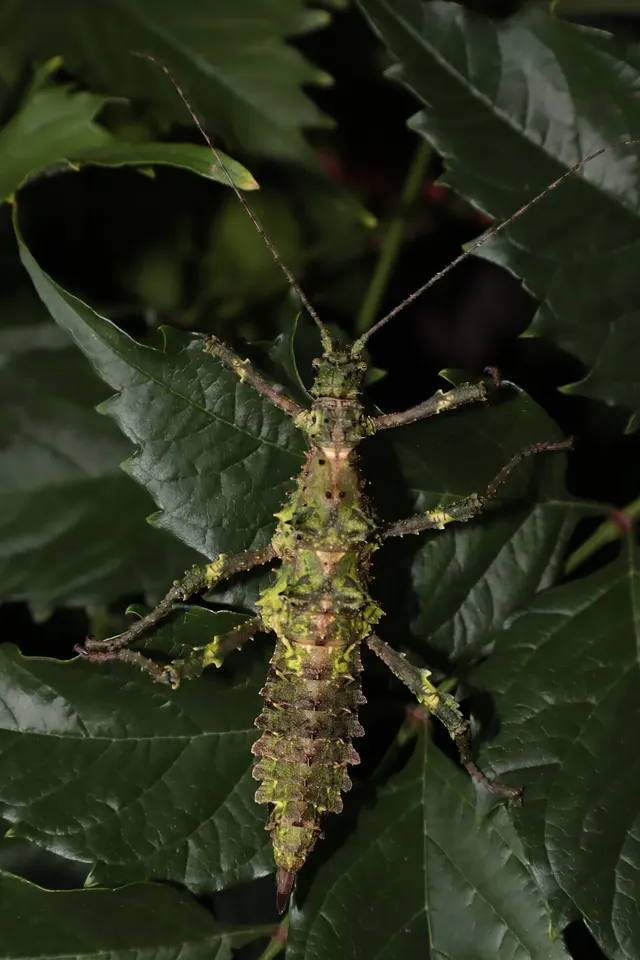 Aretaon muscosus