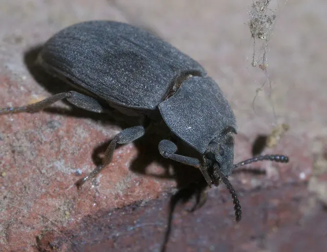 Blaptinae