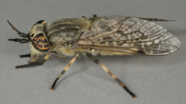 Haematopotini