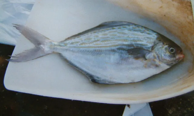 Blue butterfish