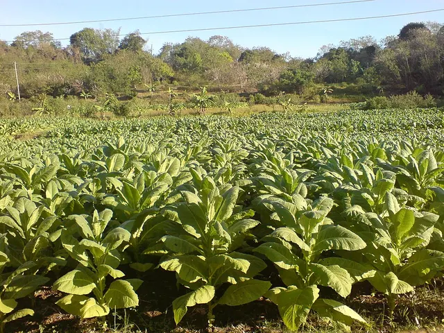 Tobacco production in the Philippines