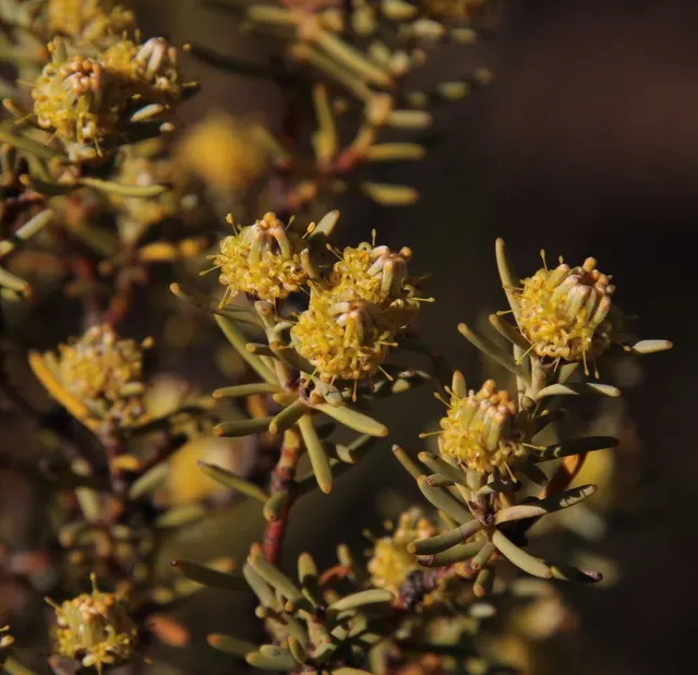 Leucadendron brunioides var. brunioides