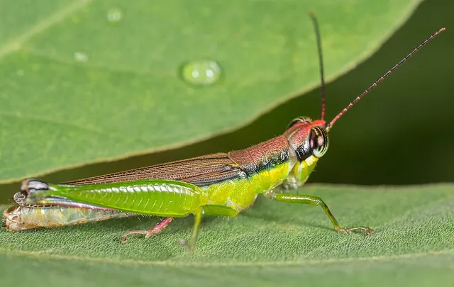 Stenopola