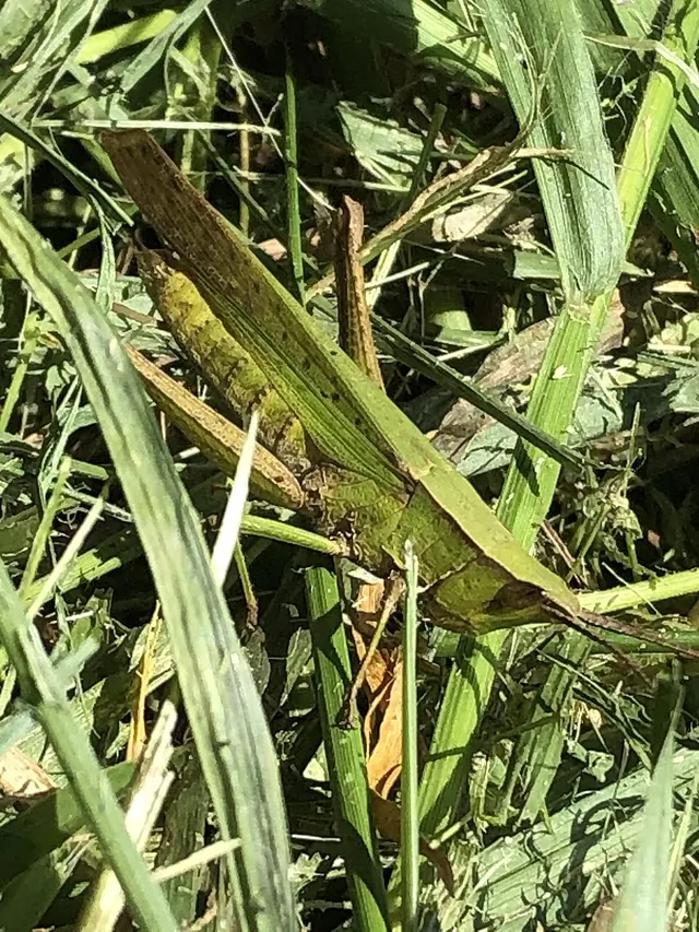Metaleptea adspersa