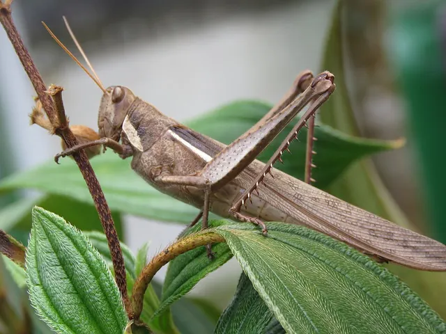 Schistocerca flavofasciata