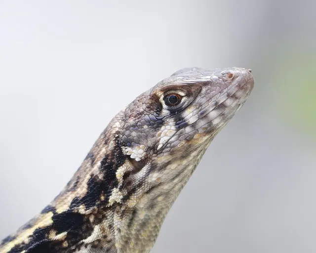 Leiocephalus psammodromus