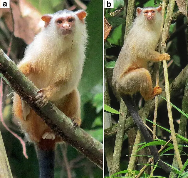 List of primates described in the 2020s
