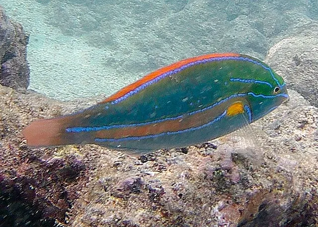 Belted wrasse