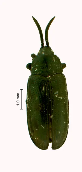 Amblispa laevigata