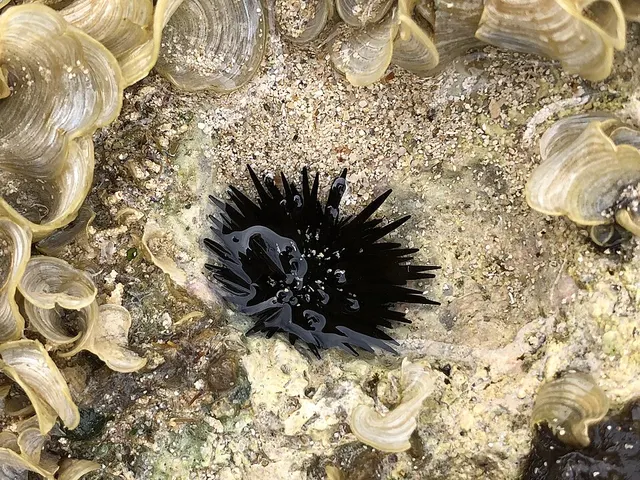 Echinometra oblonga
