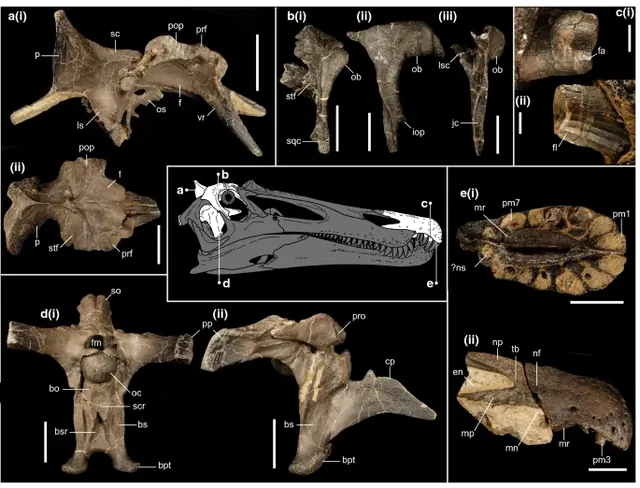 Ceratosuchops