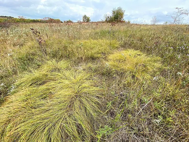 Bell Bowl Prairie