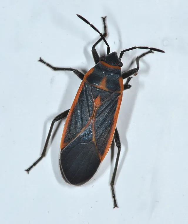 Melacoryphus circumlitus