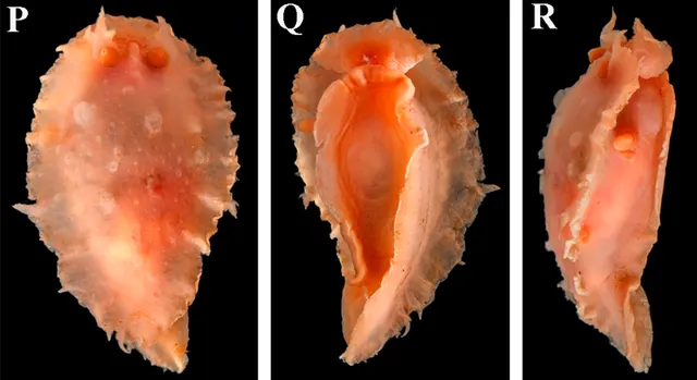 Heterodoris