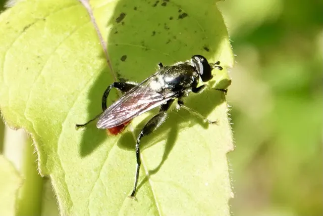 Xylota bicolor