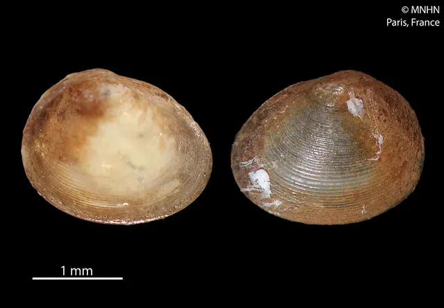 Afropisidium