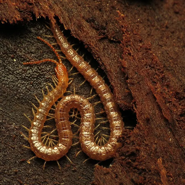 Geophiloidea
