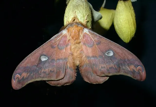 Rhodinia fugax