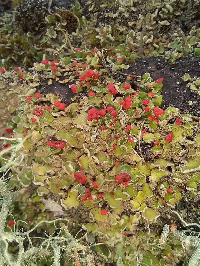 Cladonia ahtii