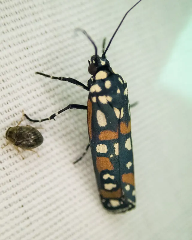 Metoponiinae