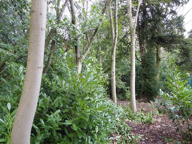 Roecliffe Manor Lawns