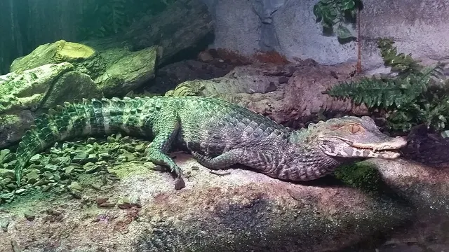Cuvier's dwarf caiman