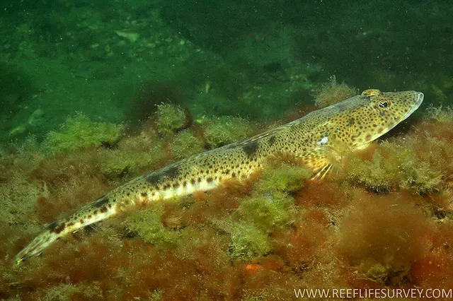 Platycephalus bassensis