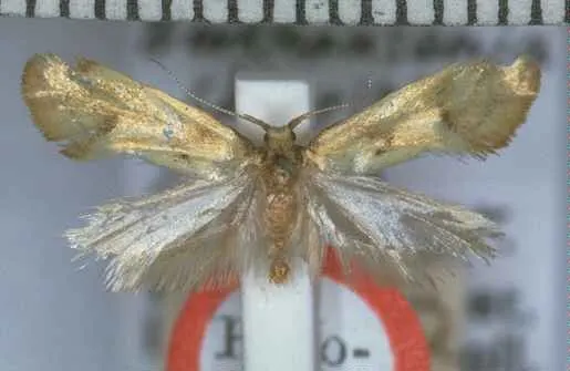 Tingena chloritis