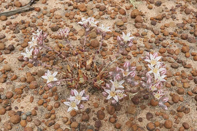 Dudleya crassifolia