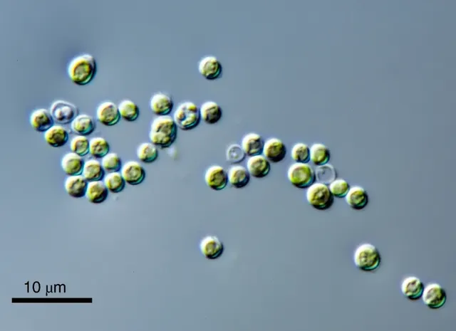 Prasinodermophyta