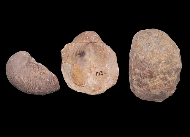 Linoproductus