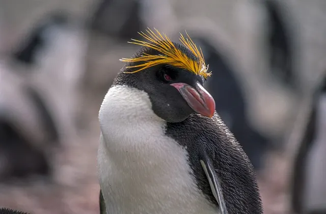 Crested penguin