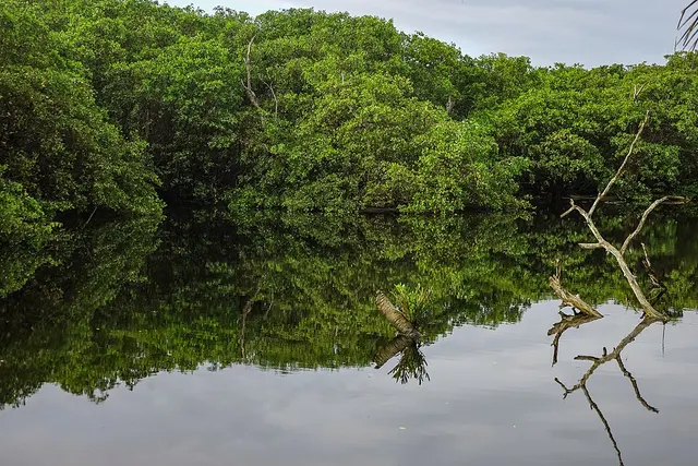 Cibuco Swamp