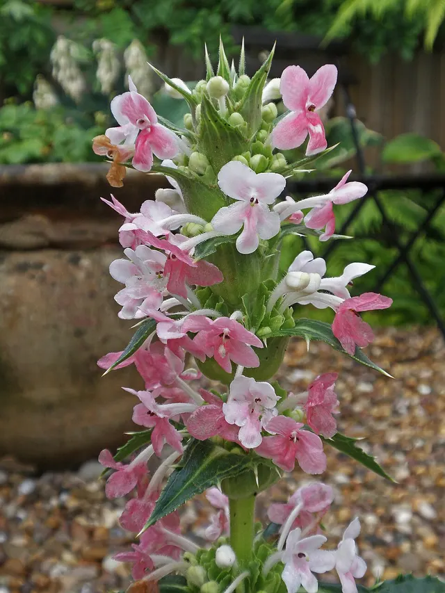 Morina longifolia