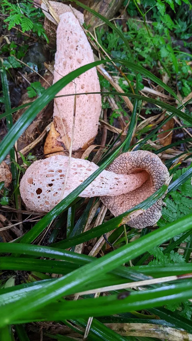 Phallus formosanus