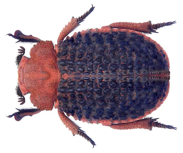 Omorgus baccatus