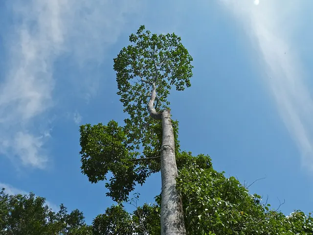 Artocarpus tamaran