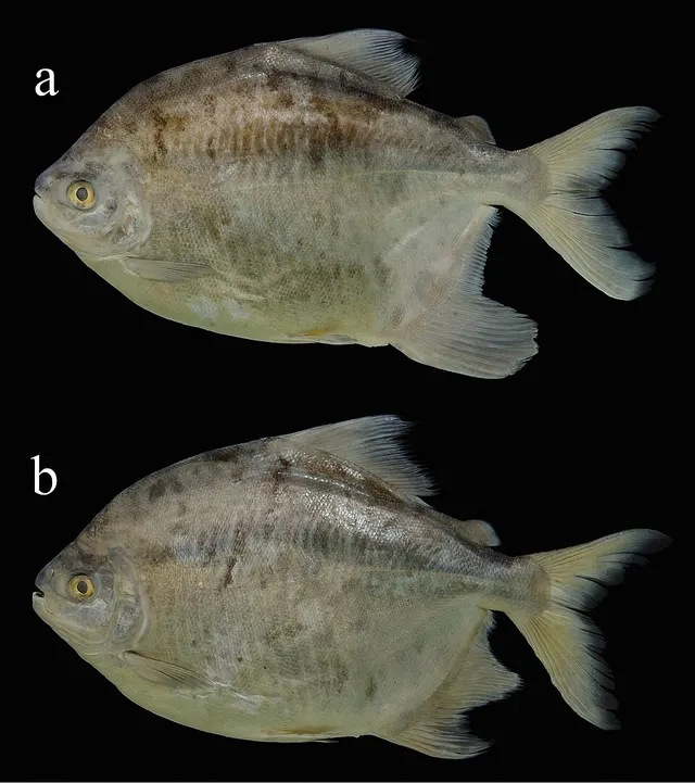 Myloplus zorroi