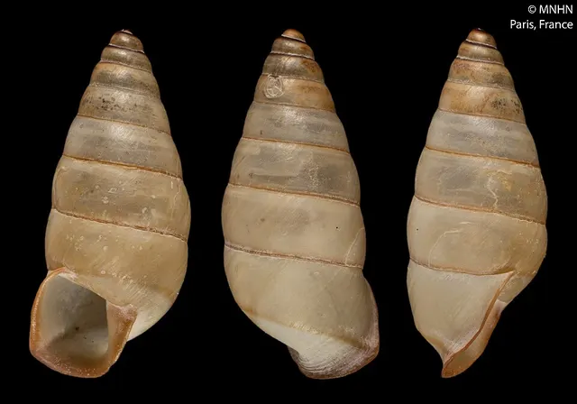 Pseudobuliminus