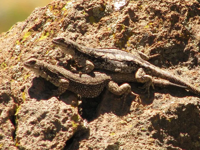 Phymaturus payuniae