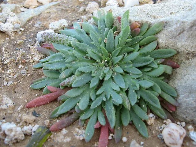 Plantago weldenii