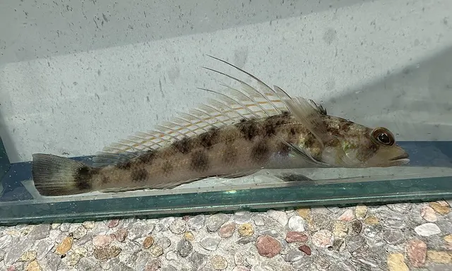 Parapercis filamentosa