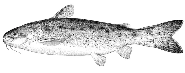 Glanidium ribeiroi