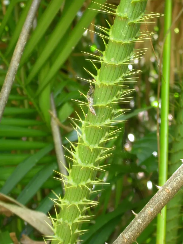 Calamus moti