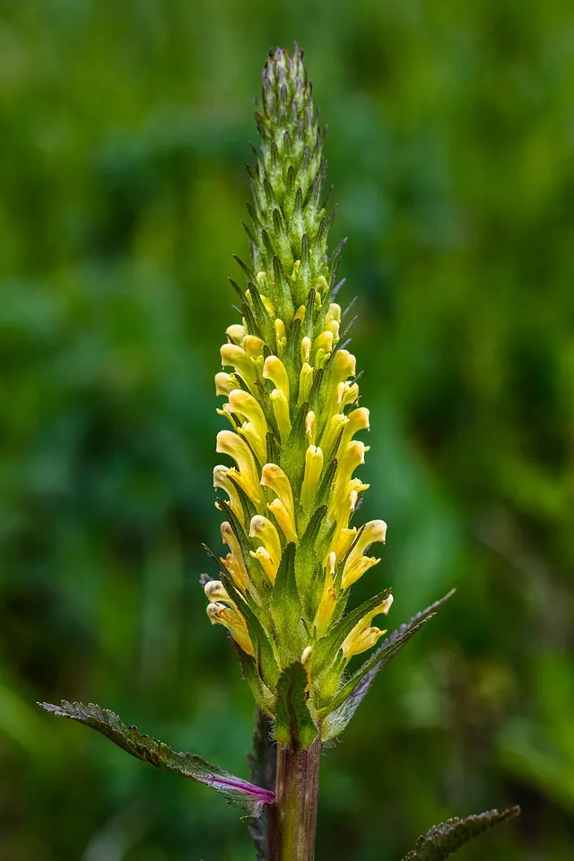 Pedicularis bracteosa