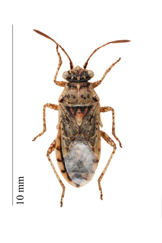 Brachycarenus
