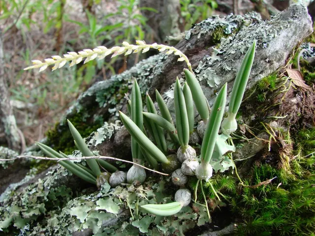 Bulbophyllum sect. Micranthae
